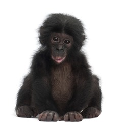 Baby bonobo, Pan paniscus, 4 months old, sitting against white background
