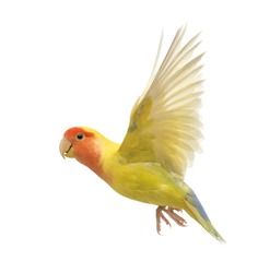 Rosy-faced Lovebird flying, Agapornis roseicollis, also known as the Peach-faced Lovebird in front of white background