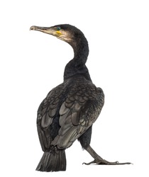 Rear view of a Great Cormorant, Phalacrocorax carbo, also known as the Great Black Cormorant against white background