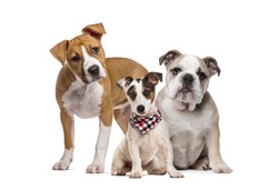 American Staffordshire Terrier puppy, English Bulldog puppy, Jack Russell Terrier puppy with checked scarf, in front of white background