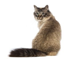 Rear view of a Birman sitting and looking back against white background
