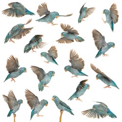 Composition of Pacific Parrotlet, Forpus coelestis, flying against white background