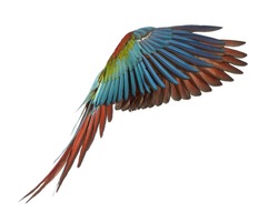 Green-winged Macaw, Ara chloropterus, 1 year old, flying in front of white background