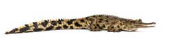 West African slender-snouted crocodile, 3 years old, isolated