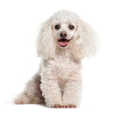 Tea cup Poodle sitting in front of white background