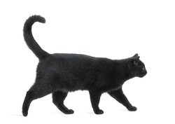 Side view of a Black Cat walking, isolated on white