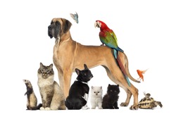 Group of pets - Dog, cat, bird, reptile, rabbit, isolated on white