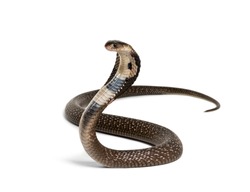 King cobra, Ophiophagus hannah, venomous snake against white background against white background