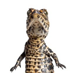 Dwarf crocodile, Osteolaemus tetraspis also know as African dwarf crocodile, broad-snouted crocodile, or bony crocodile looking at camera against white background