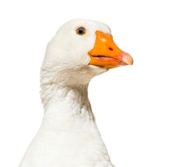 Close up of, Domestic goose against white background
