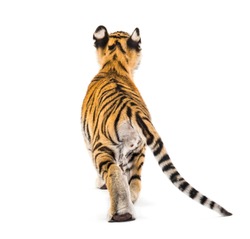 Back view of a two months old tiger cub walking against white background