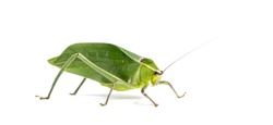 Giant katydid, Stilpnochlora couloniana, in front of white background