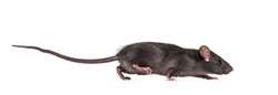 Black rat, Rattus rattus, in front of white background