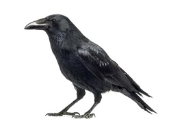 Side view of a Carrion Crow, Corvus corone, isolated on white