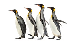 group of King penguins walking in a row, isolated
