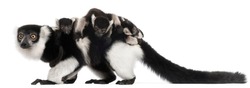 Mother and baby Black-and-white ruffed lemurs, Varecia variegata subcincta, 7 years old and 2 months old, in front of white background
