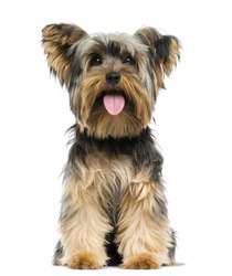 Front view of a Yorkshire Terrier sitting, panting, 9 months old, isolated on white
