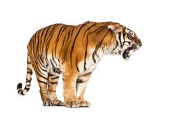 Tiger standing and growling, big cat, isolated on white