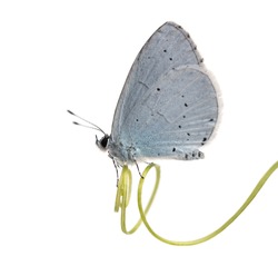 Side view of a Holly Blue landed on a plant stalk, Celastrina argiolus, isolated on white