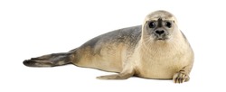 Common seal lying, looking at the camera, Phoca vitulina, 8 months old, isolated on white