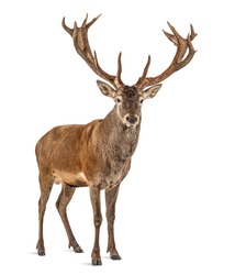 Red deer stag in front of a white background, remasterized
