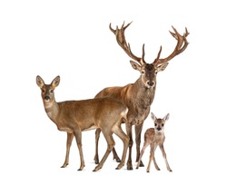 Family of reed deer. Male, Doe and fawn, isolated on white 