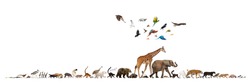 Group of many animals fleeing away, walking in a row, isolated