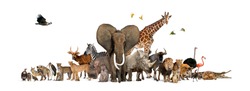 Large group of African fauna, safari wildlife animals together, in a row, isolated