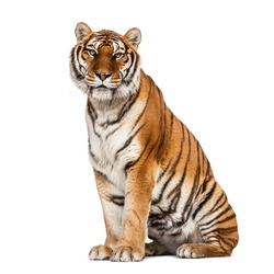 Tiger sitting proudly, isolated on white
