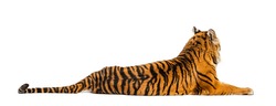 Back view of a Tiger lying down isolated on white