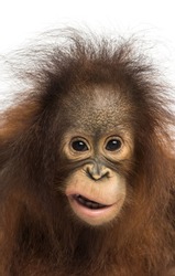 Close-up of a young Bornean orangutan making a face, looking at the camera, Pongo pygmaeus, 18 months old, isolated on white