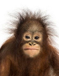 Close-up of a young Bornean orangutan facing, looking at the camera, Pongo pygmaeus, 18 months old, isolated on white