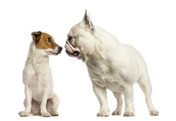 Jack russel terrier and French bulldog  sniffing each other