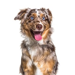 Miniatur americain shepherd dog red merle, blue eyed, with happy expression, panting, isolated