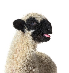 Portrait of a Lamb Valais Black Nose sheep bleating isolated on white