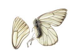 Dead black and white butterfly In state of decomposition