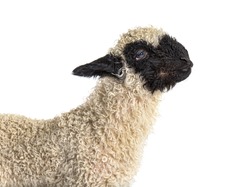 Portrait, profile of a lovely Lamb Valais Black nose sheep three weeks old, isolated
