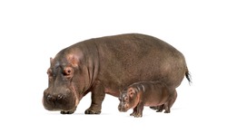 Mother and baby Hippopotamus together, isolated on white