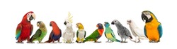 Large group of many different exotic pet birds, Parrots, parakeets, macaws, love birds in a row, isolated on white