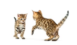 Two bengal cat kittens playing together, six weeks old, isolated on white
