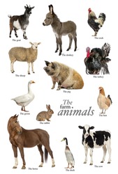 Educational poster with farm animal in English
