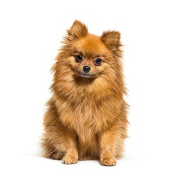 Red Pomeranian dog sitting in front, isolated on white