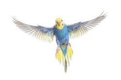 Blue rainbow Budgerigar bird flying wings spread facing at the camera, isolated on white 