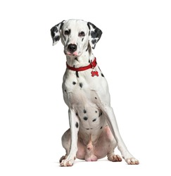 dalmatian waering a red dog collar, isolated on white