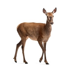 Doe walking, Female red deer isolated on white