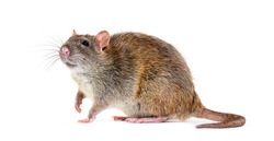 Side view of a brown rat, Rattus norvegicus, isolated