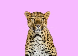 Head shot, portrait of a Spotted leopard cat, facing at the camera on a pink background