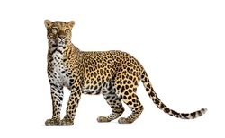 Portrait of leopard standing a looking away proudly, Panthera pardus, against white background