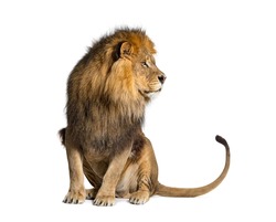 Sitting lion looking away, isolated on white