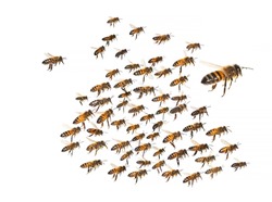 swarm of bees in flight cut out on white background